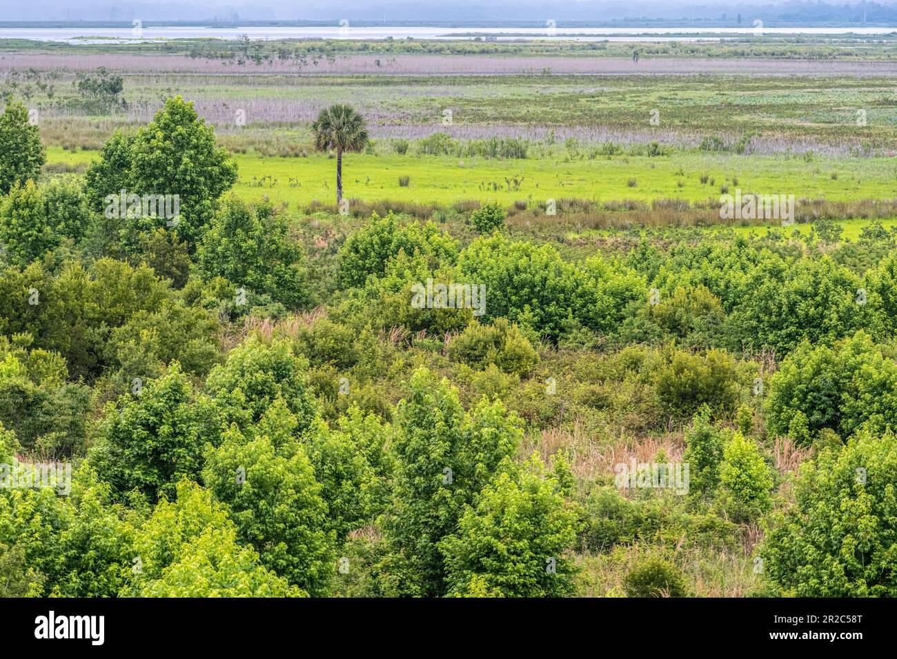 Paynes Prairie Basin, home of wild horses, wild buffalo, and other wildlife at Paynes Prairie Preserve State Park in Micanopy, Florida. (USA) Stock Photo