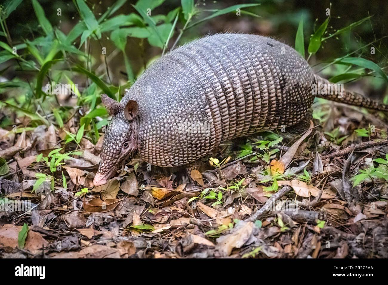 Nine-banded armadillo (Dasypus novemcinctus), also known as a common long-nosed armadillo, at Paynes Prairie Preserve State Park in Florida. (USA) Stock Photo