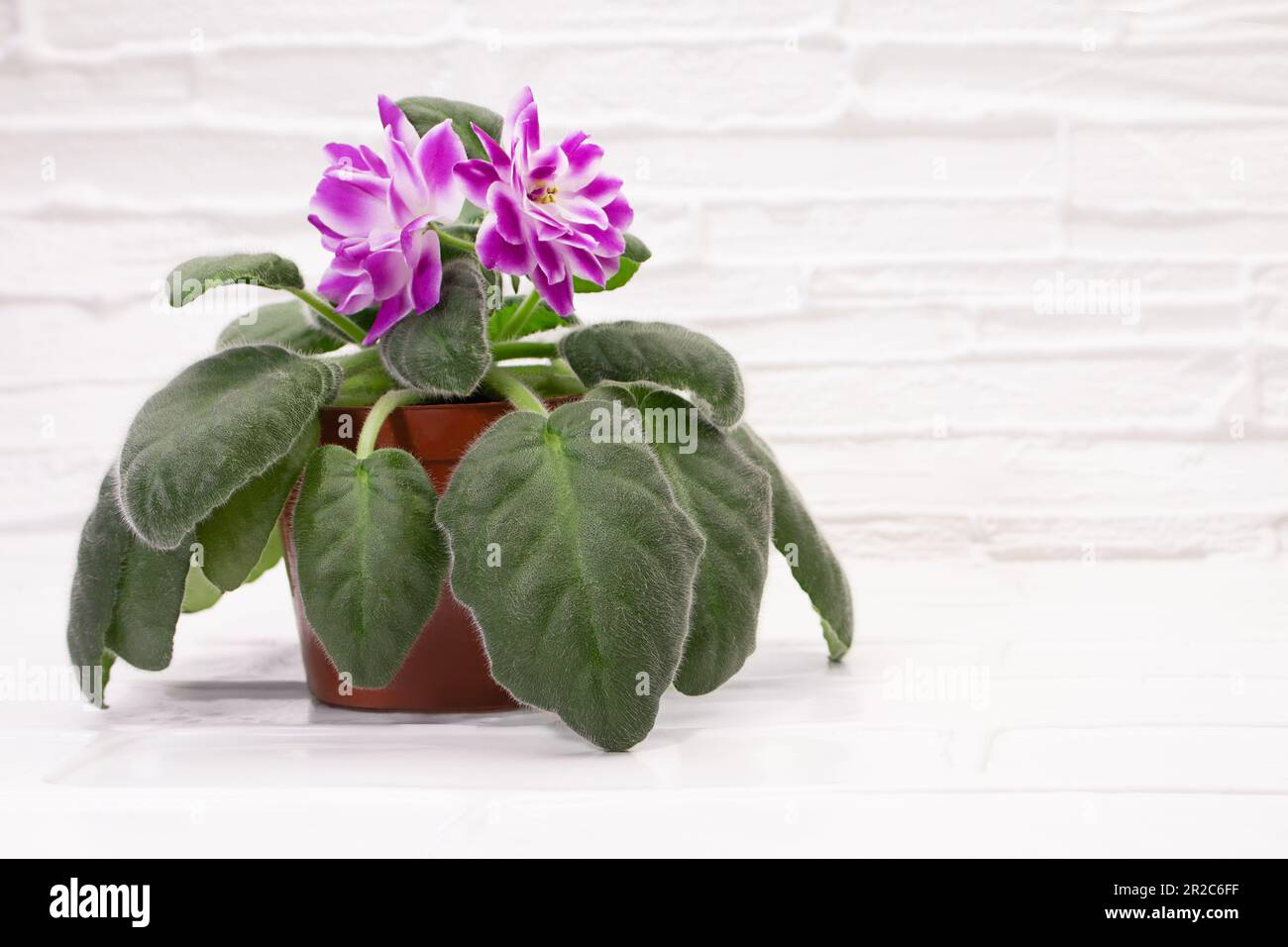 Blooming saintpaulias violets on table on white background. Mini plant in  pot. Cozy home decor. Copy space Stock Photo