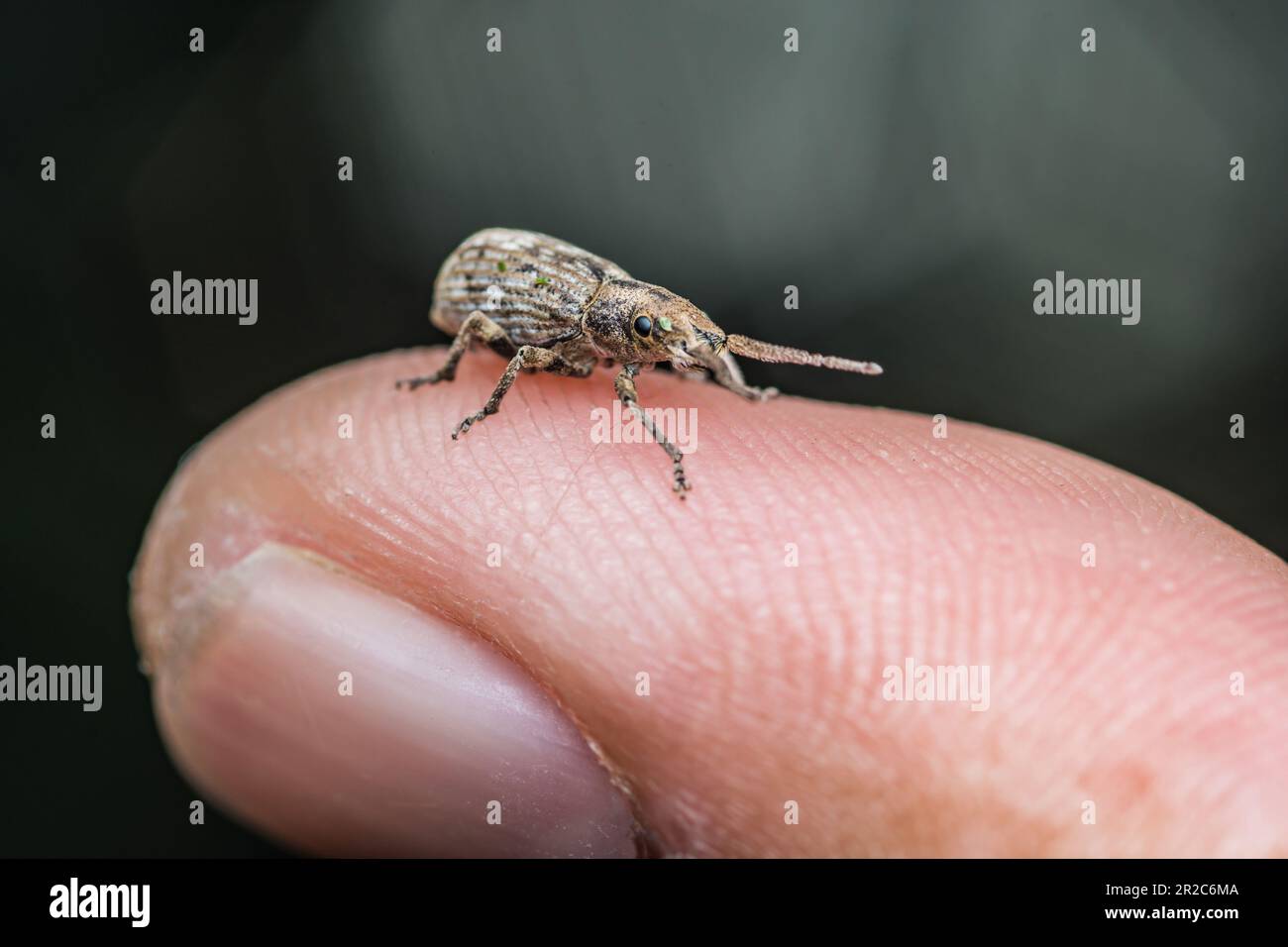 Herbivore insect hi-res stock photography and images - Alamy