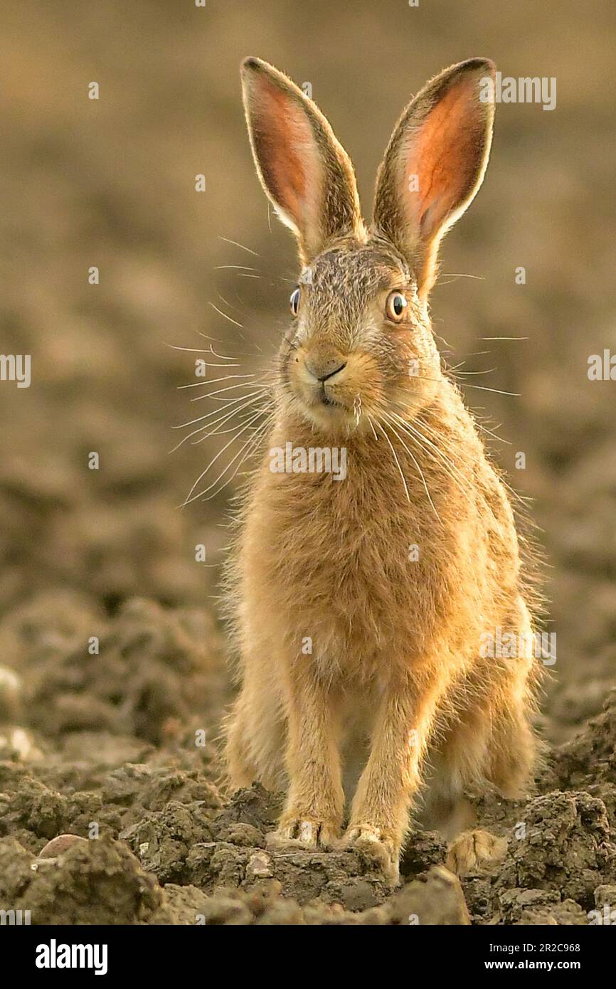 Leveret ears hi-res stock photography and images - Alamy