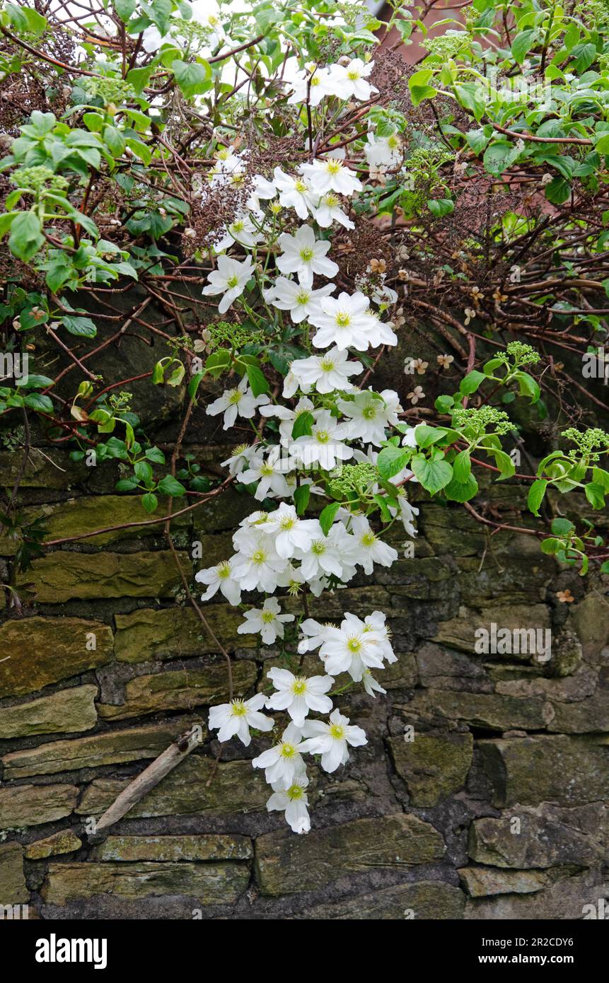 Siberian crab apple in bloom in spring. Malus baccata Stock Photo Alamy