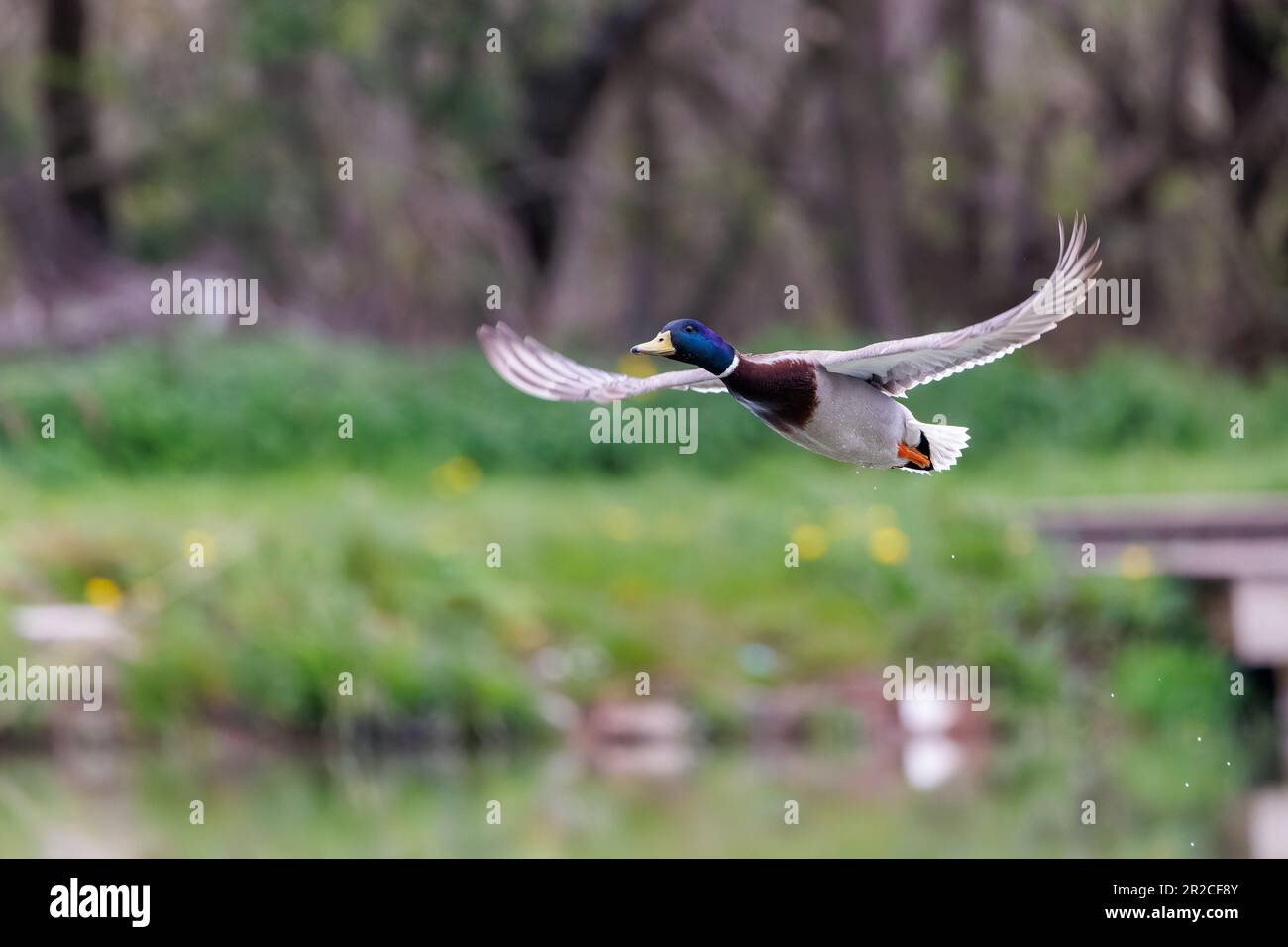 Mallard [ Anas platyrhynchos ] Male bird flying over fishing lake Stock Photo