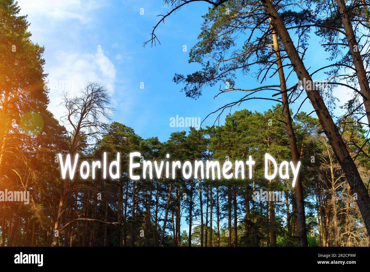 World environment day, pine branches against the blue sky. Natural ...