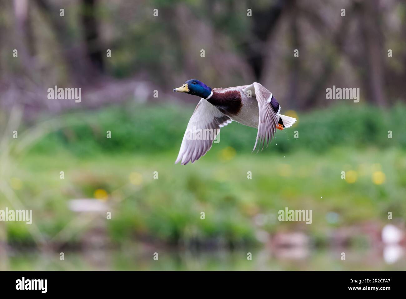 Mallard [ Anas platyrhynchos ] Male bird flying over fishing lake Stock Photo