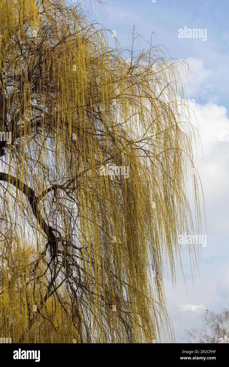 Photos of yellow buds and willow leaves this spring against the background of the sky. Stock Photo