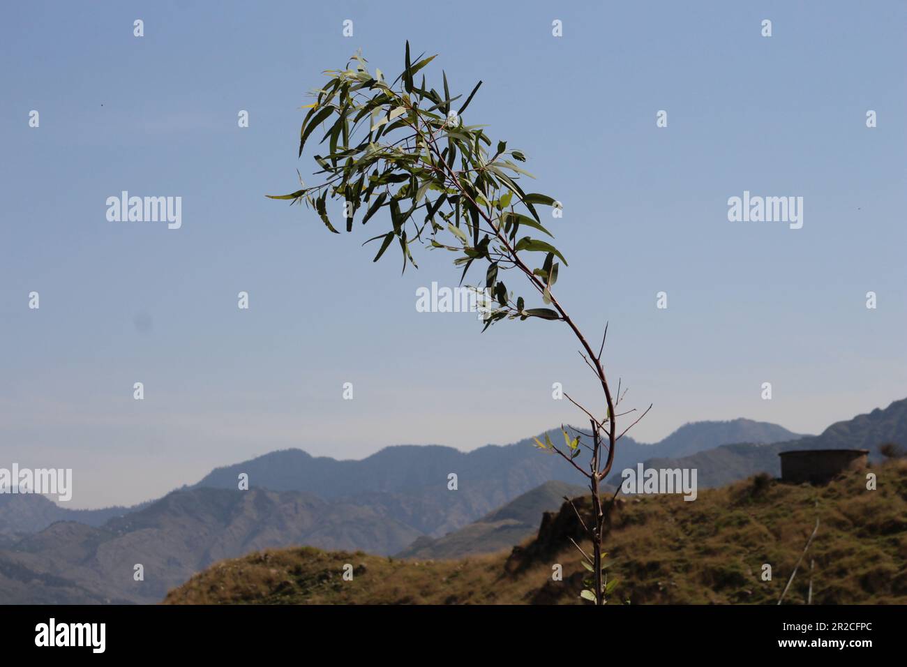 Salix alba plant on a mountain Stock Photo