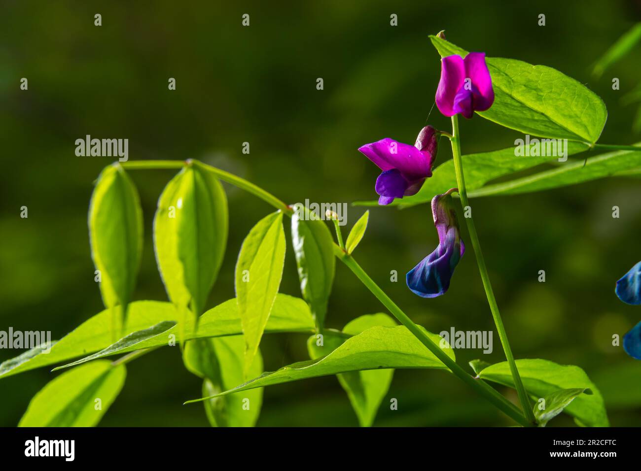 Lathyrus vernus in bloom, early spring vechling flower with blosoom and green leaves growing in forest, macro. Stock Photo