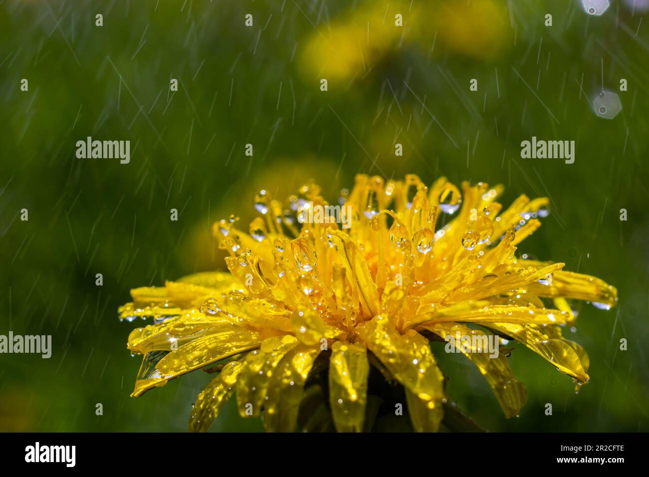 Yellow daisies bloom after the rain and the pollen grains are covered with water droplets. Stock Photo