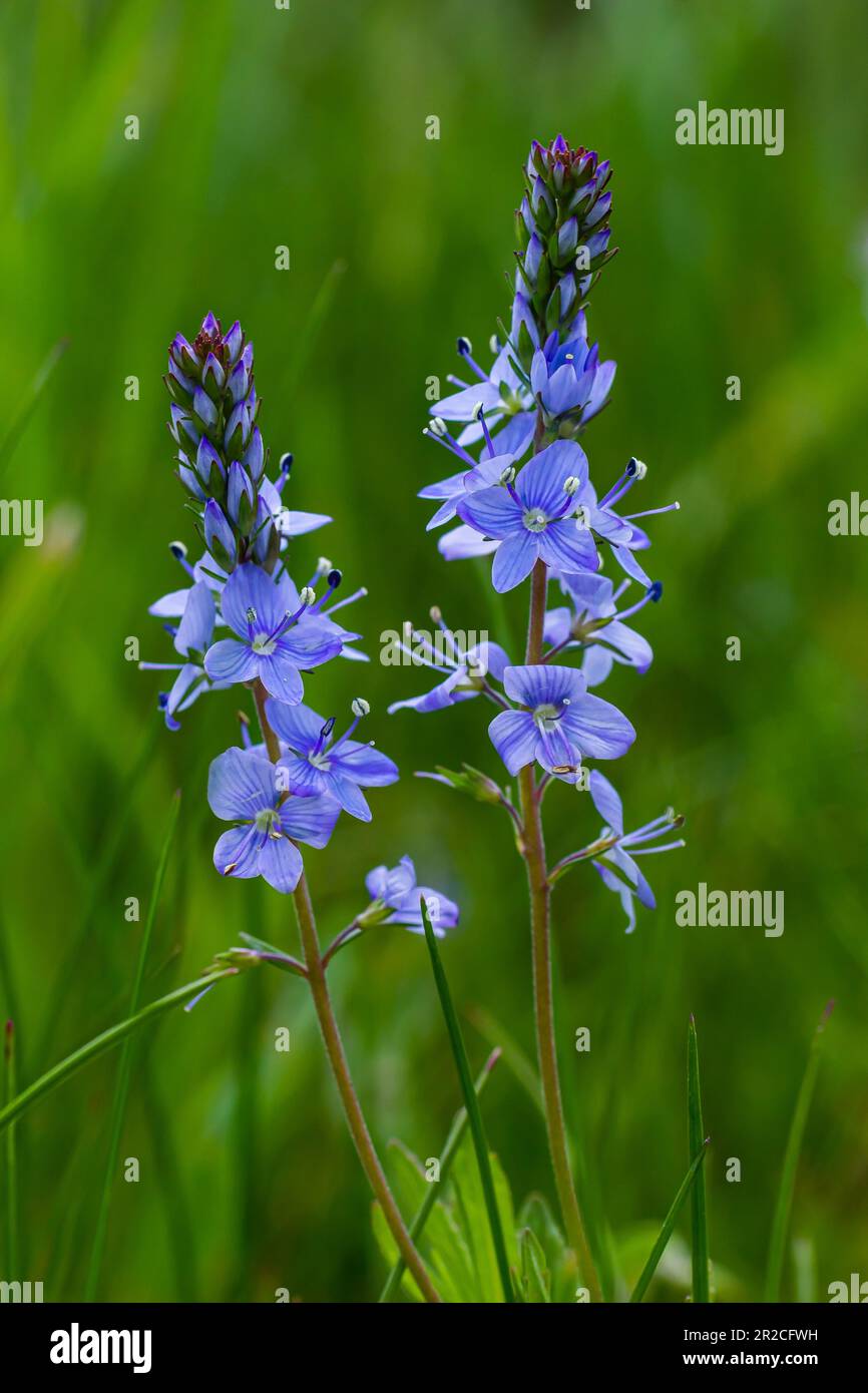 Closeup on the brlliant blue flowers of germander speedwell, Veronica prostrata growing in spring in a meadow, sunny day, natural environment. Stock Photo