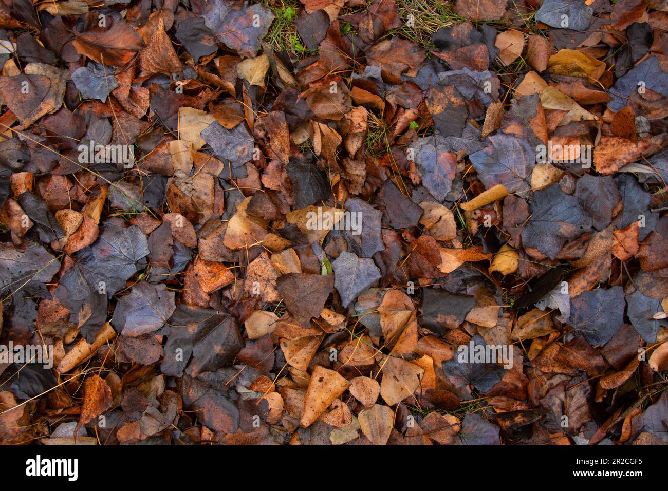 dry wet yellow autumn leaves on the ground in the forest as background ...