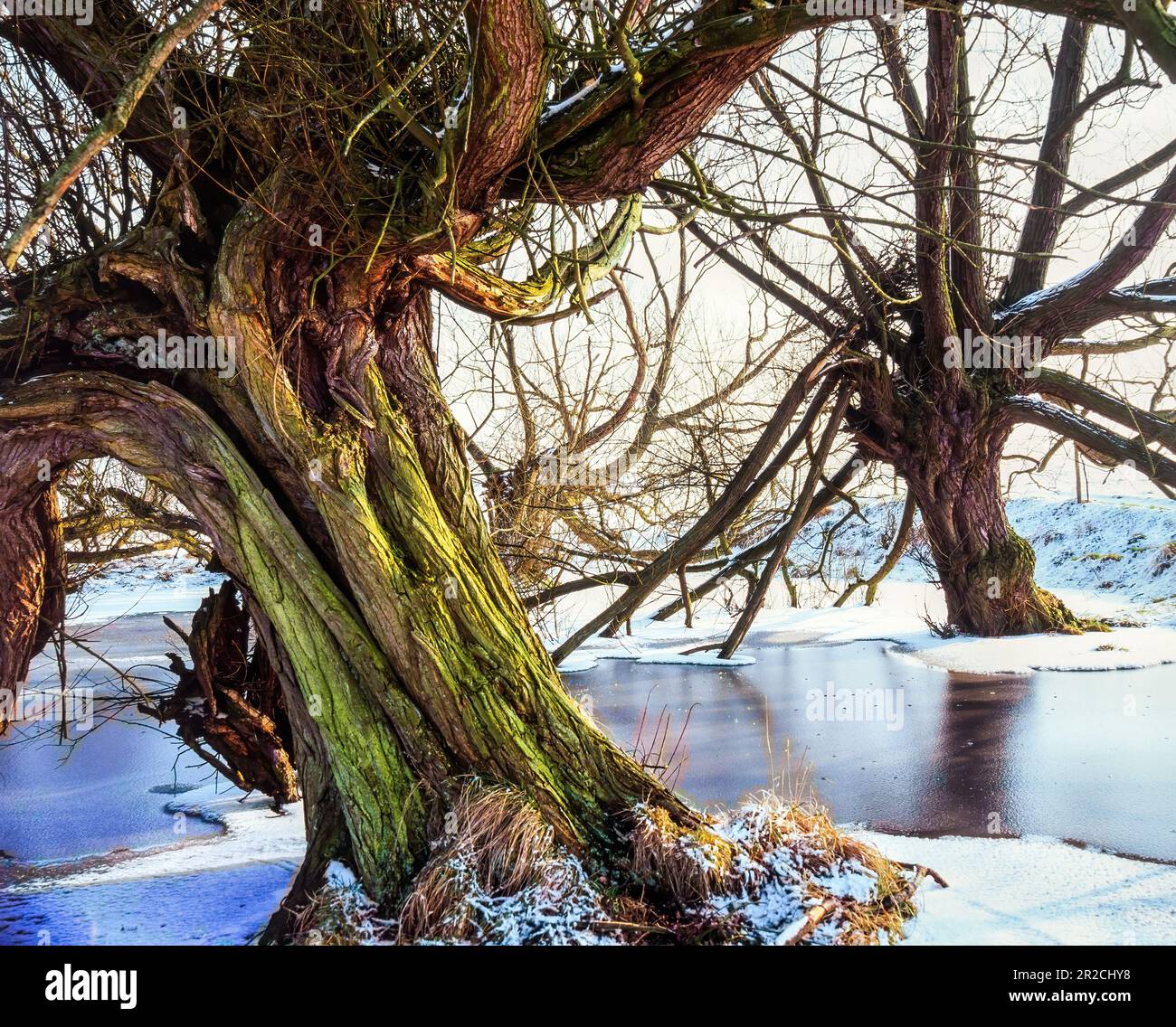 Pollarded old willow trees surrounded by flooded and frozen river Wreake in Winter, Leicestershire, England, UK Stock Photo