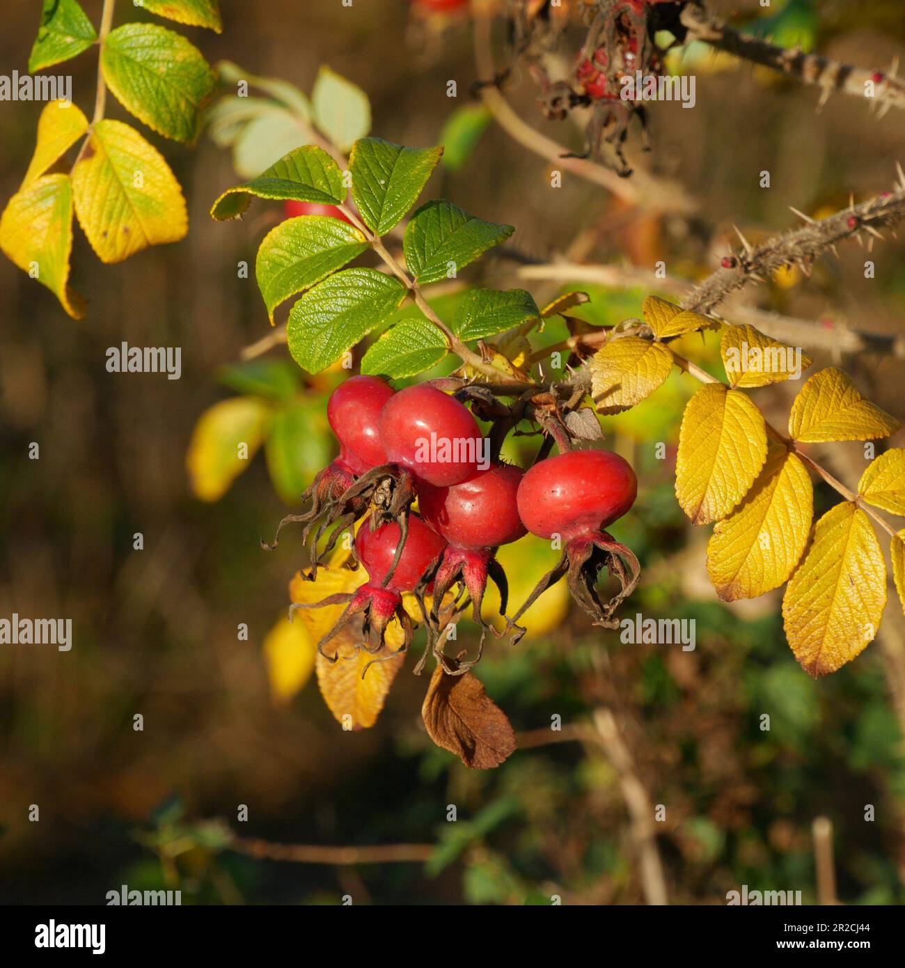 Close up of bright red rose hip berries and green leaves / foliage in Autumn, England, UK Stock Photo