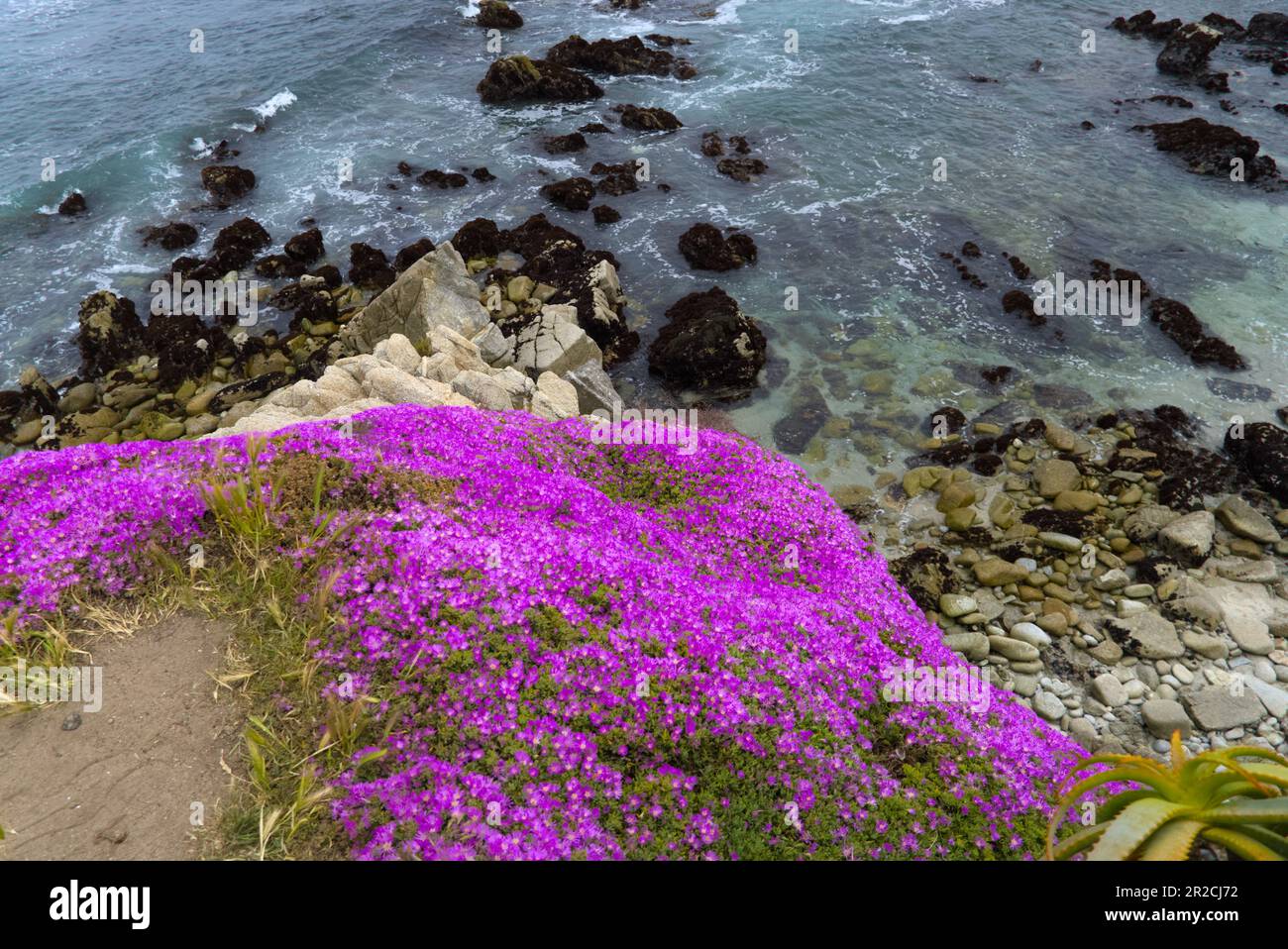 Creeping ice plant blooms like pink carpenter at Monterey coast. Stock Photo