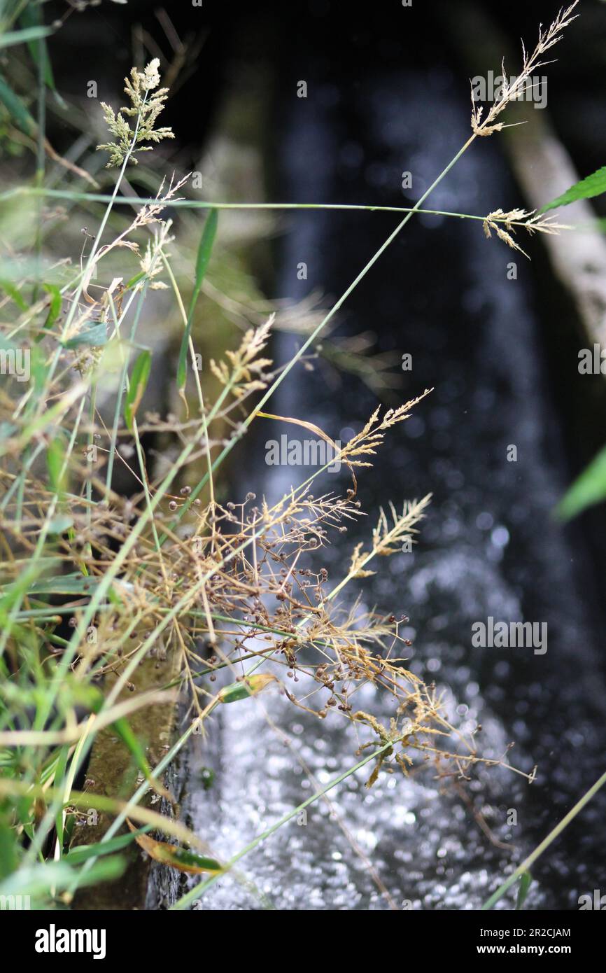 Phalaris arundinacea plants in a water Stock Photo