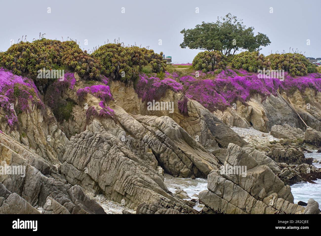 Creeping ice plant blooms like pink carpenter at Monterey coast. Stock Photo