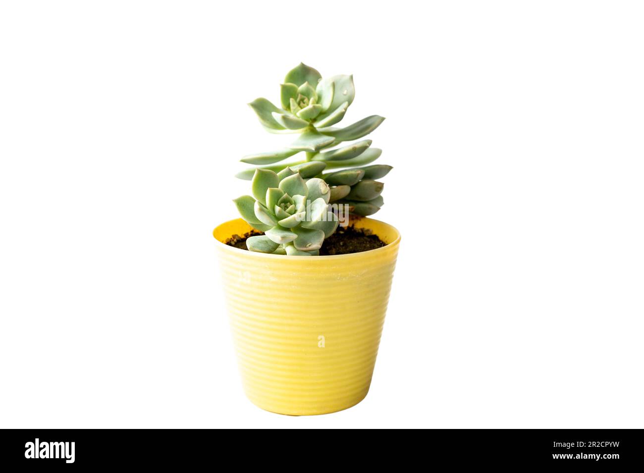 Echeveria succulent plant in yellow plastic pot Stock Photo