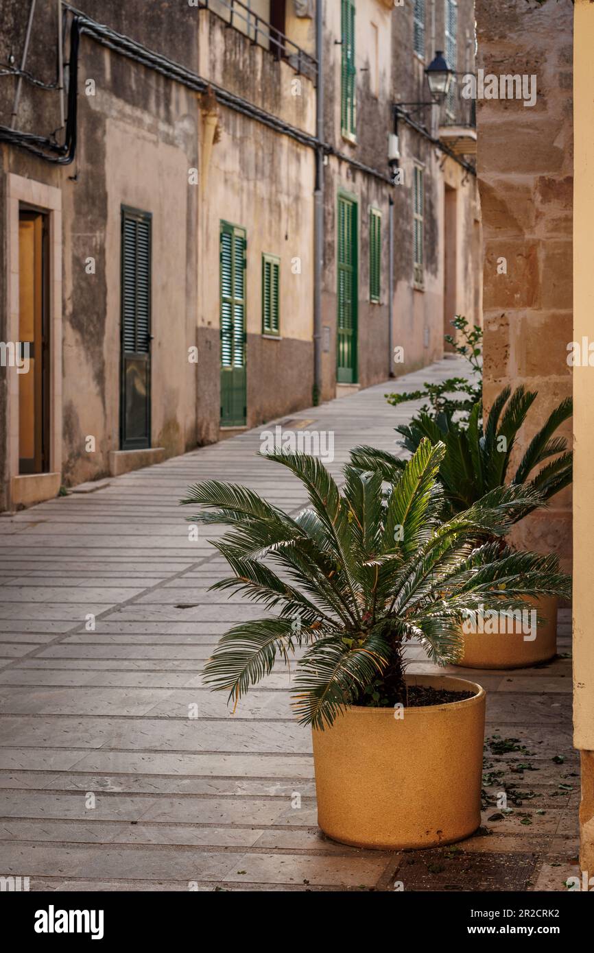 Palm tree in pot on Alcudia street in Mallorca. Typical decoration with