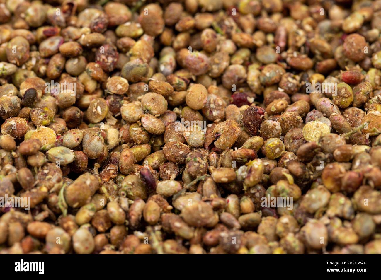 Sumac seeds. Dried sumac berries isolated on white background. Spices