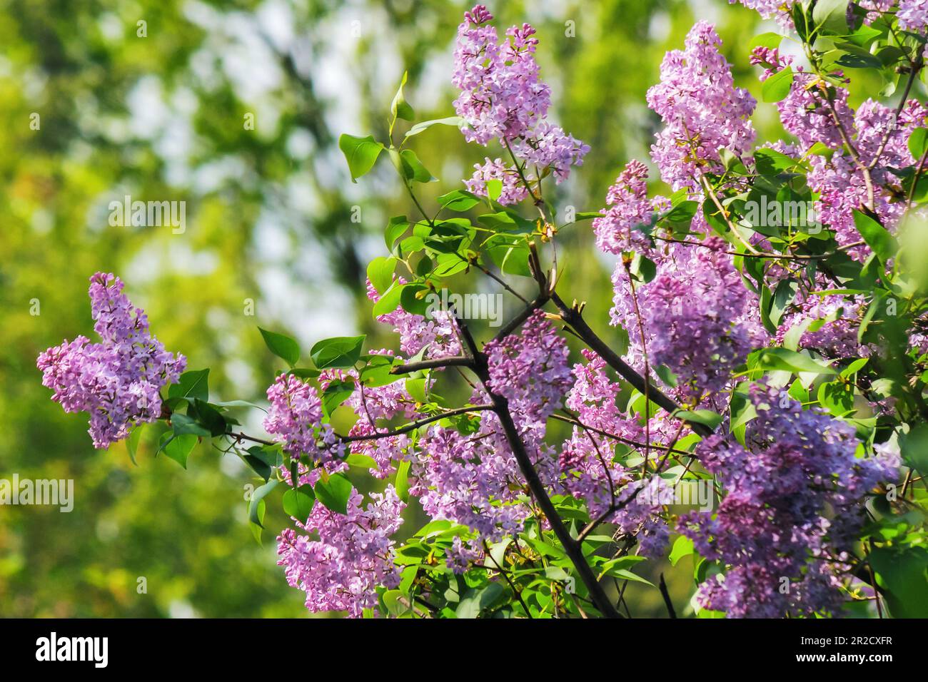 bush of violet lilac in the garden. beautiful floral background in springtime Stock Photo