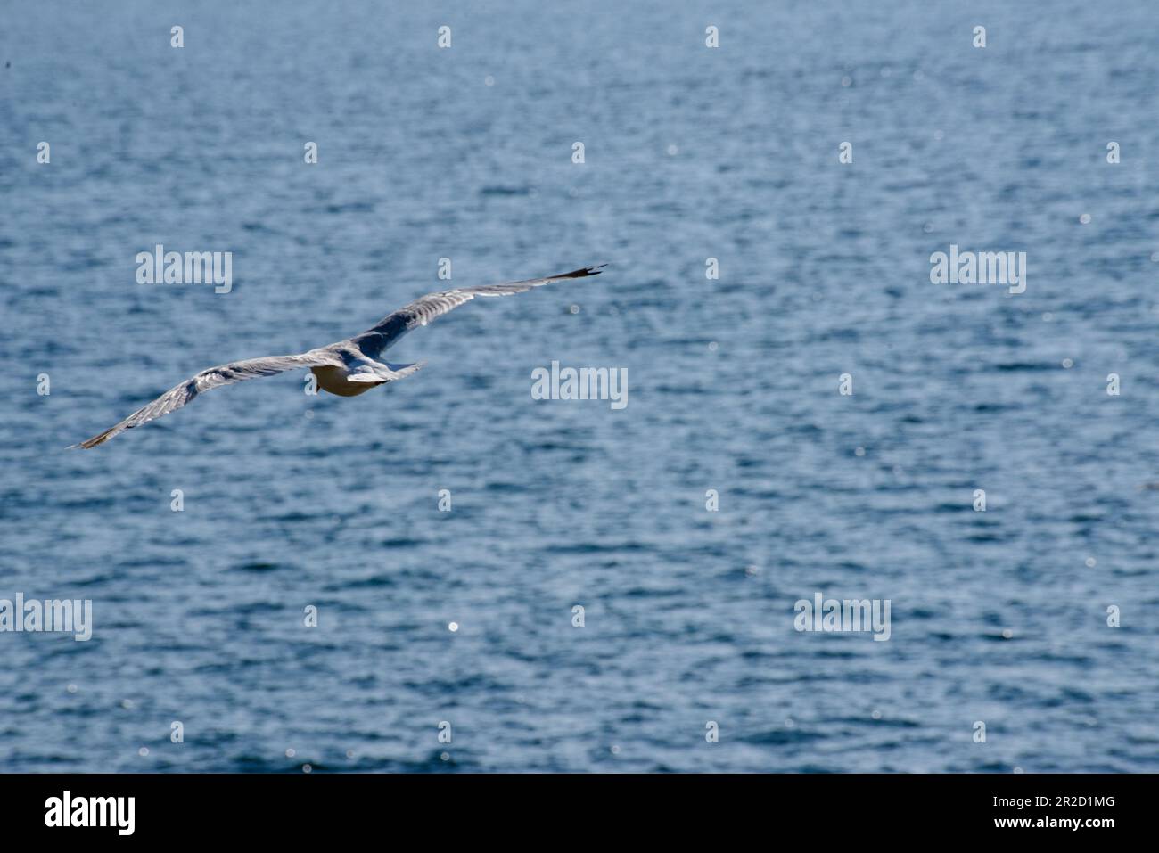 Soaring Animals In this captivating collection of photographs, a mesmerizing tapestry ...