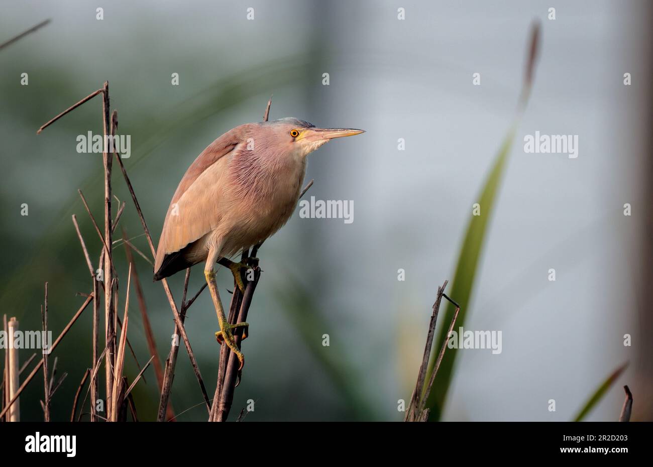 yellow bittern bird is a small bittern. It is of Old World origins ...