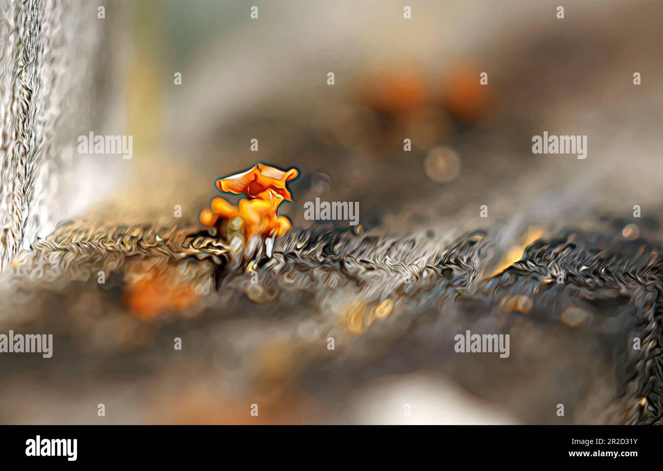 Tiny edible orange or yellow fungus growing out of old wood outside