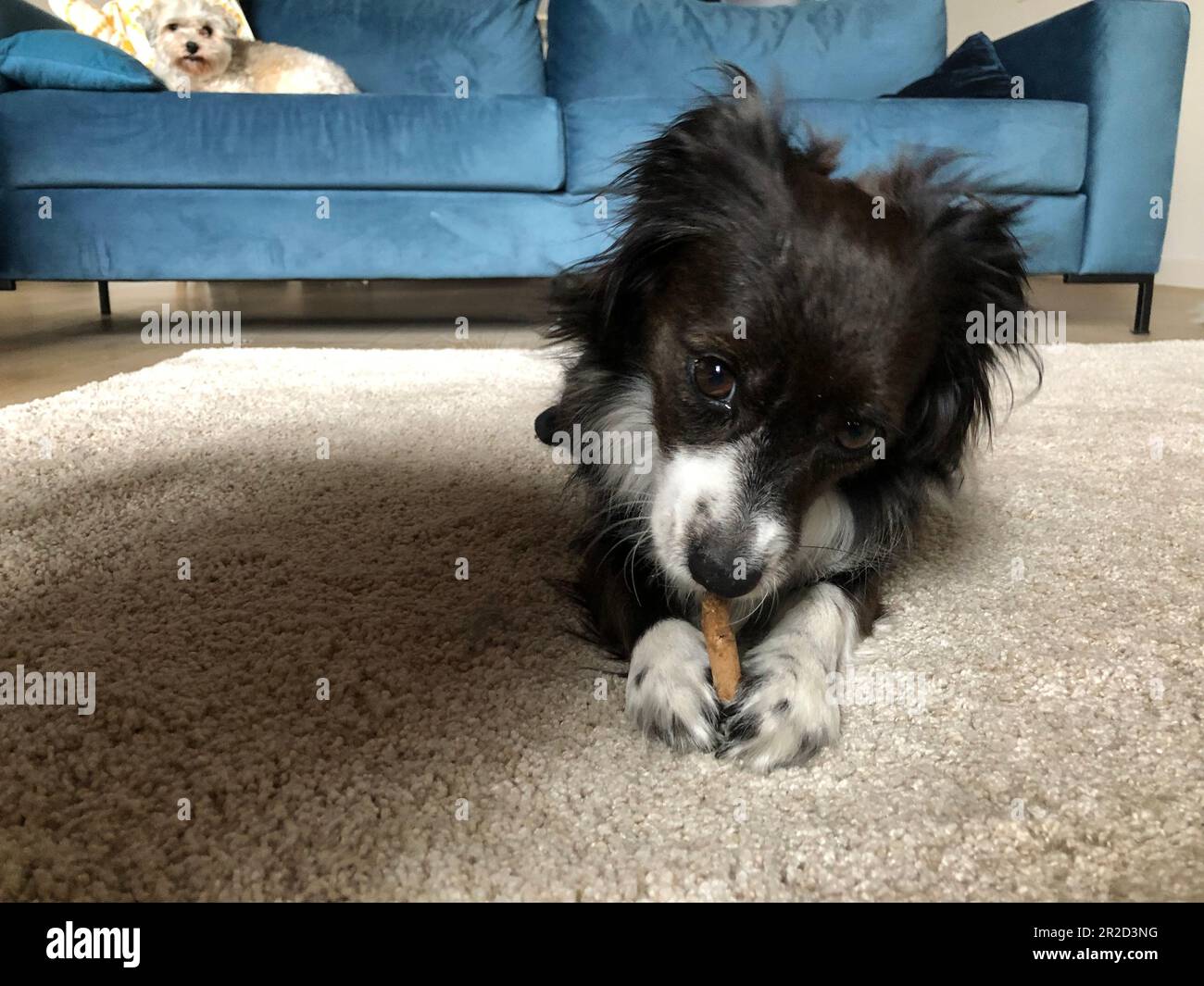 Adorable mini border collie chewing a toy while a habanese observes Stock Photo
