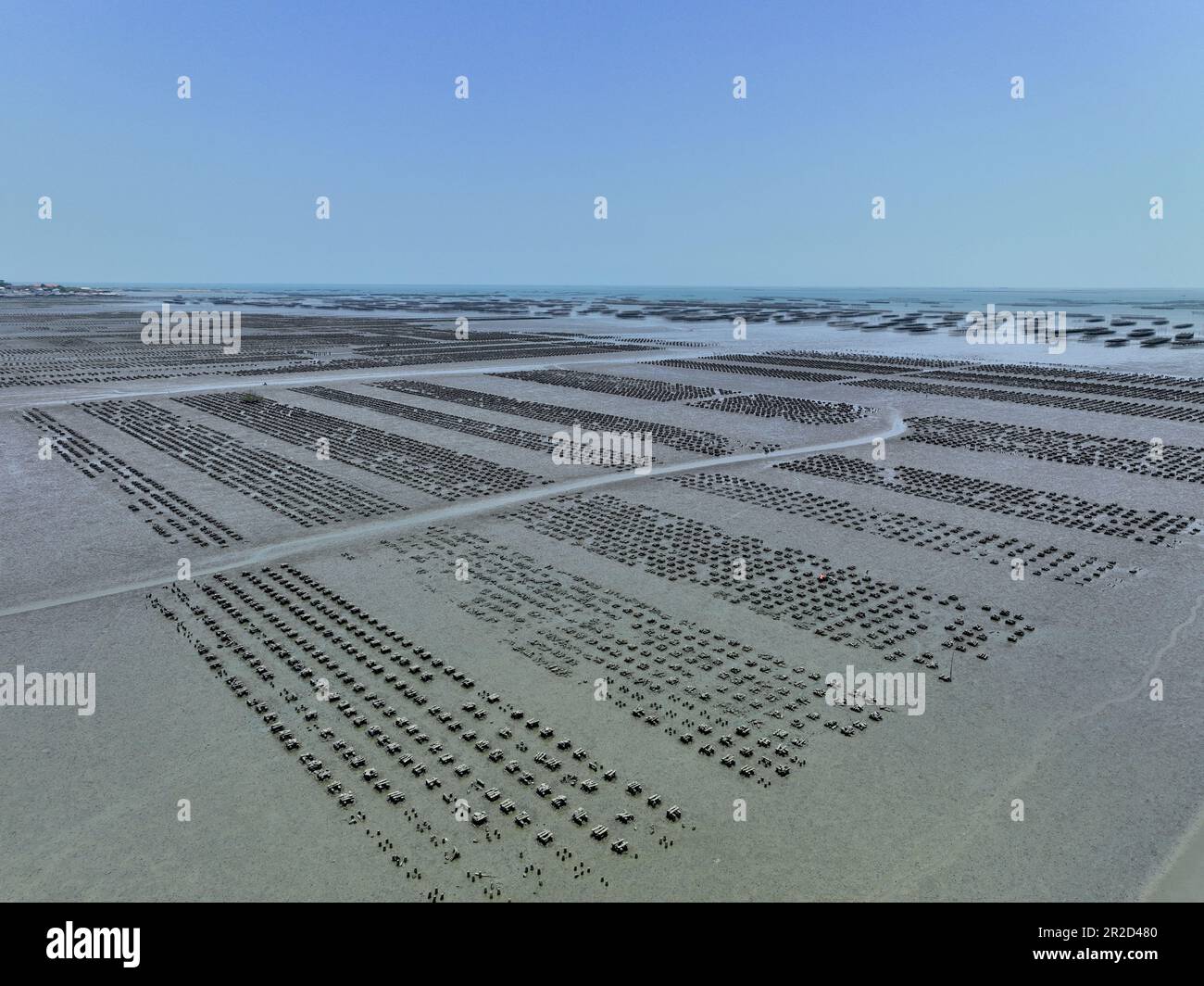 Aerial view of Oyster farm. Sustainable farming. Oyster farming is an
