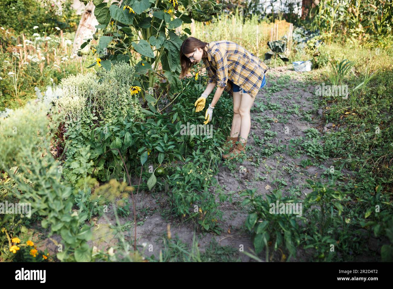 The farmer girl assessing the state of vegetables on green farm Stock Photo
