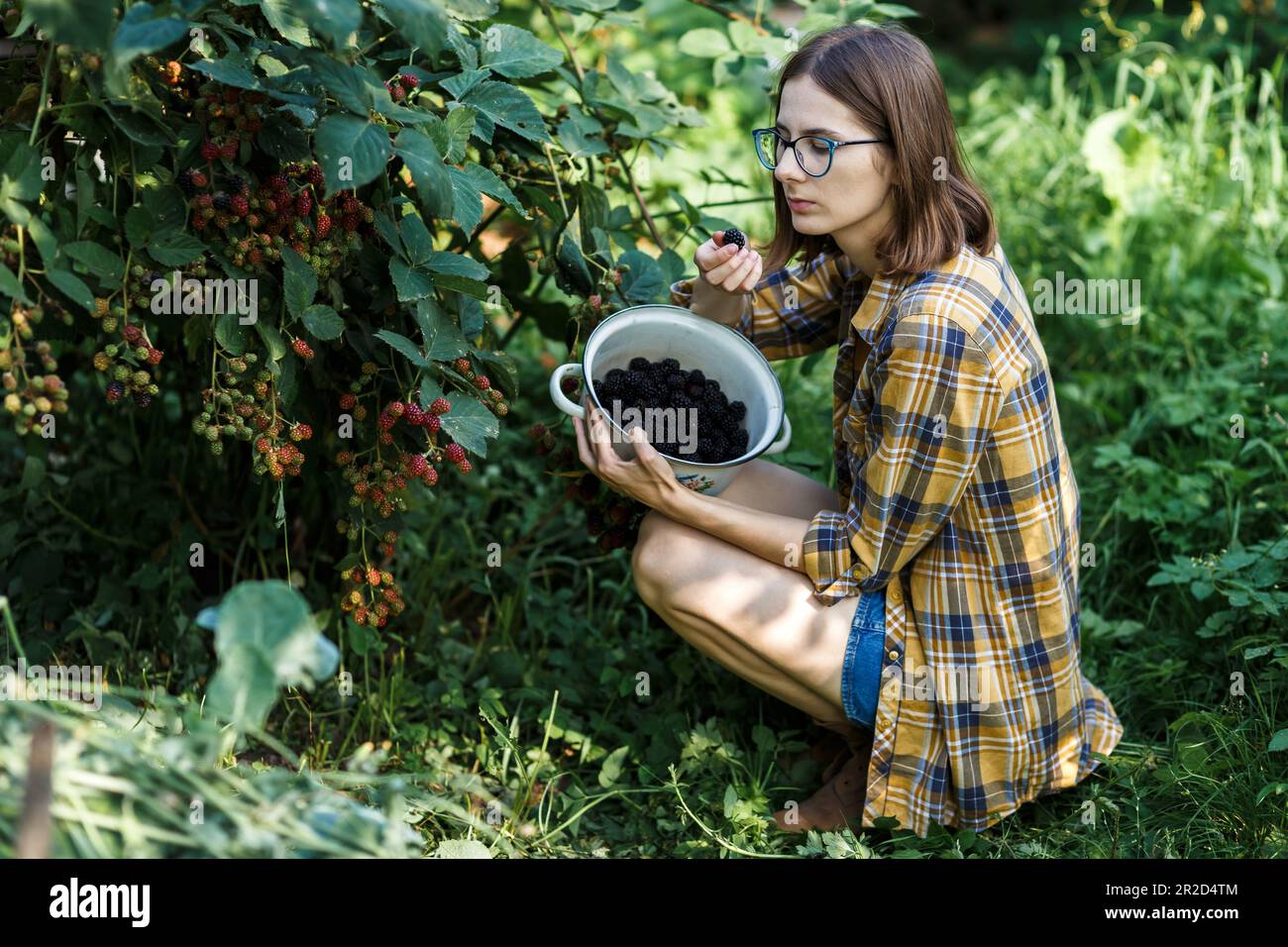 The farmer girl assessing the quality of  blackberry on green farm Stock Photo