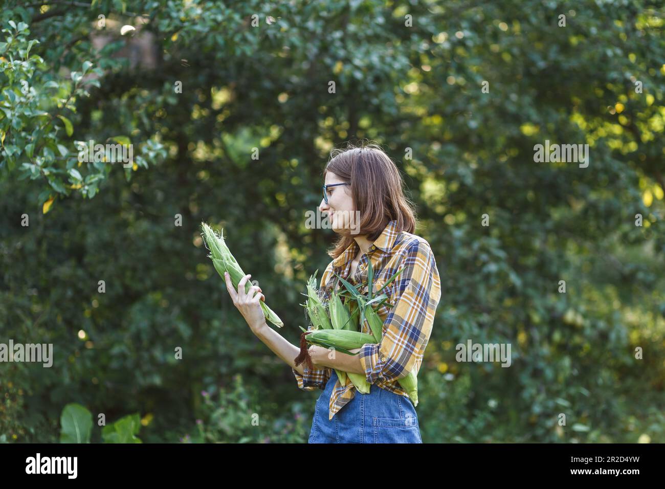 The farmer girl holding the greenish corn on green farm at sunset Stock Photo