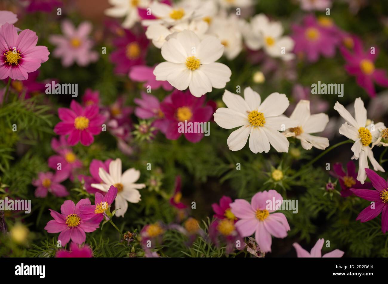 Colorful Cosmos Drawf Flowers Blooming in Garden Stock Photo