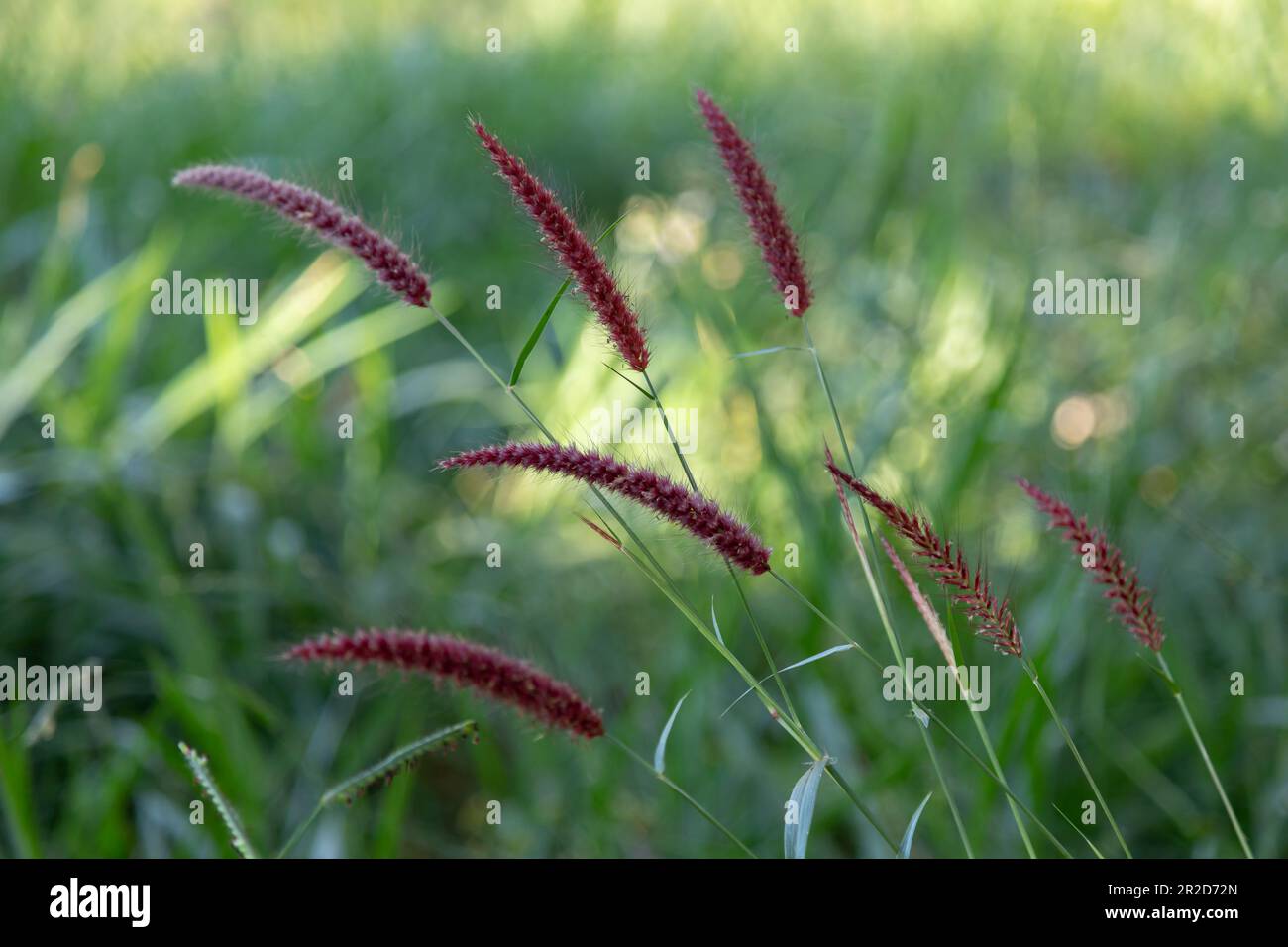Tropical wild grass floral spike in selective focus. Relaxing Stock Photo