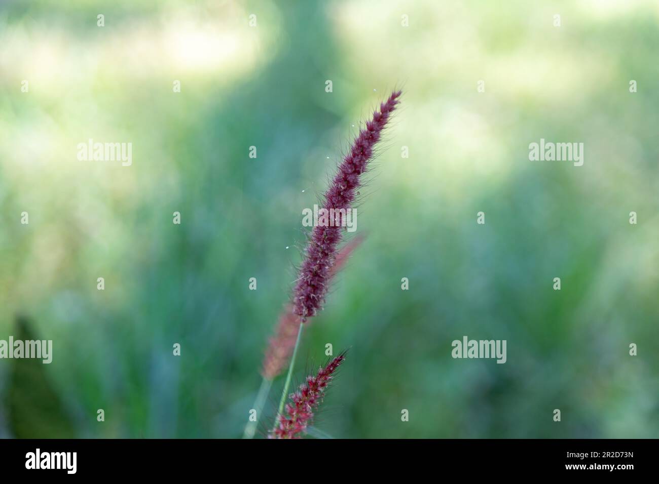 Tropical wild grass floral spike in selective focus. Relaxing Stock Photo