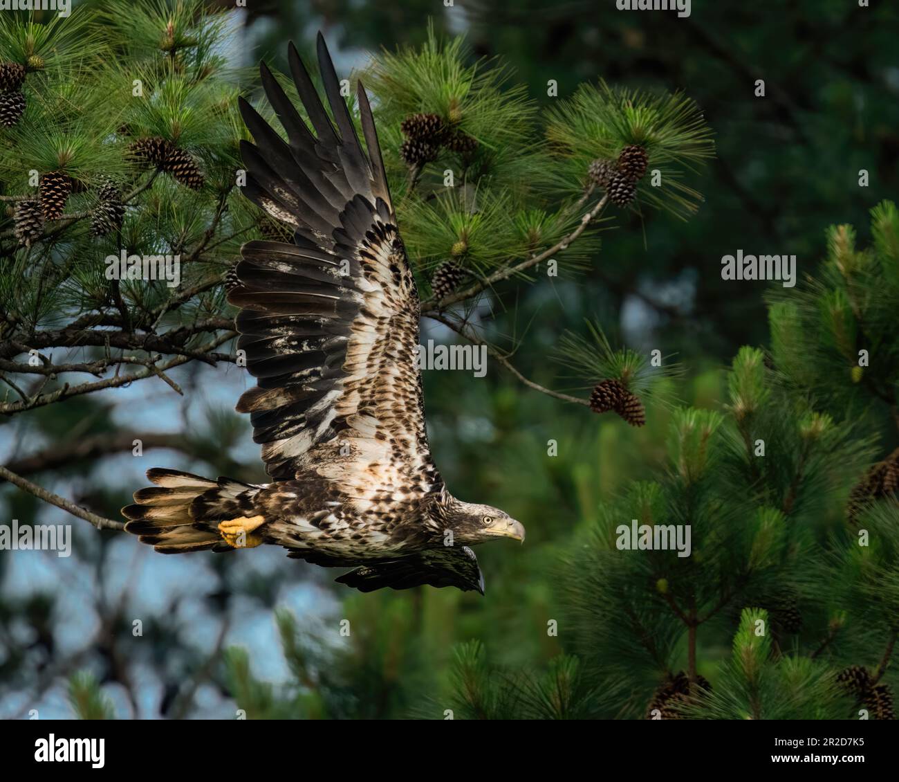 An Immature Bald Eagle Flying Along Pine Trees Stock Photo - Alamy