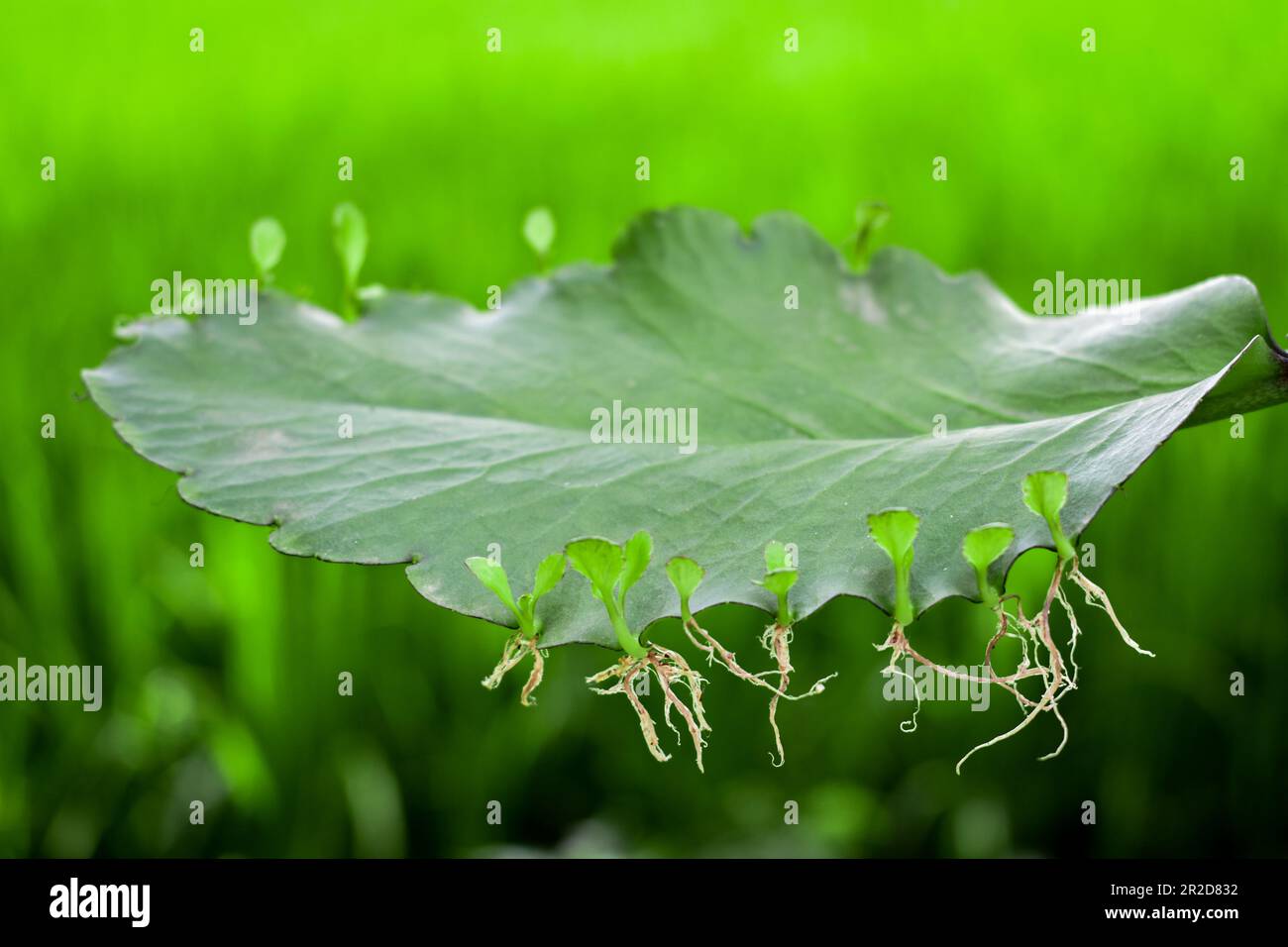 Leaf of Bryophyillum with buds. Some Plants grow from the leaf. Asexual