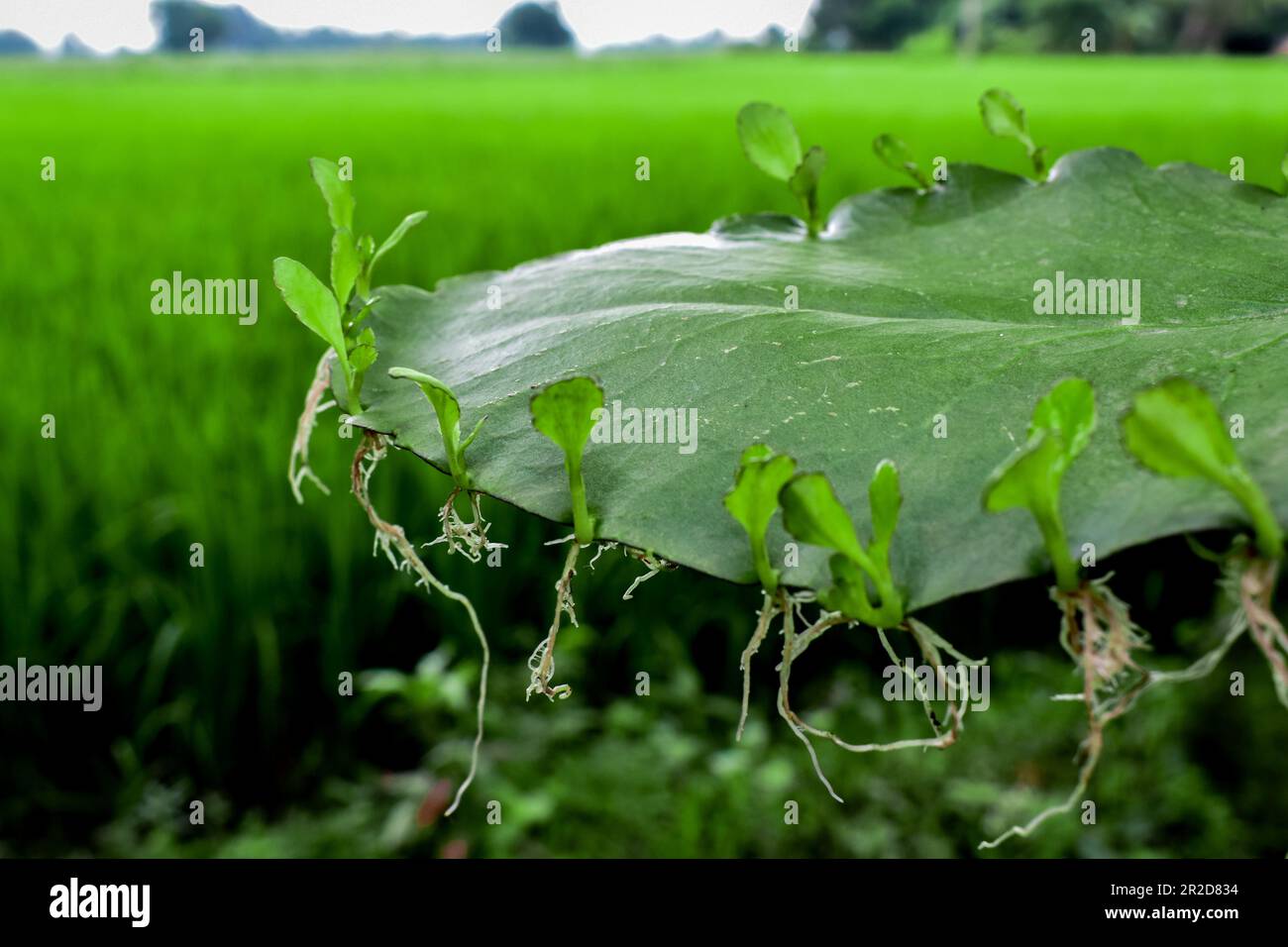 Leaf of Bryophyillum with buds. Some Plants grow from the leaf. Asexual