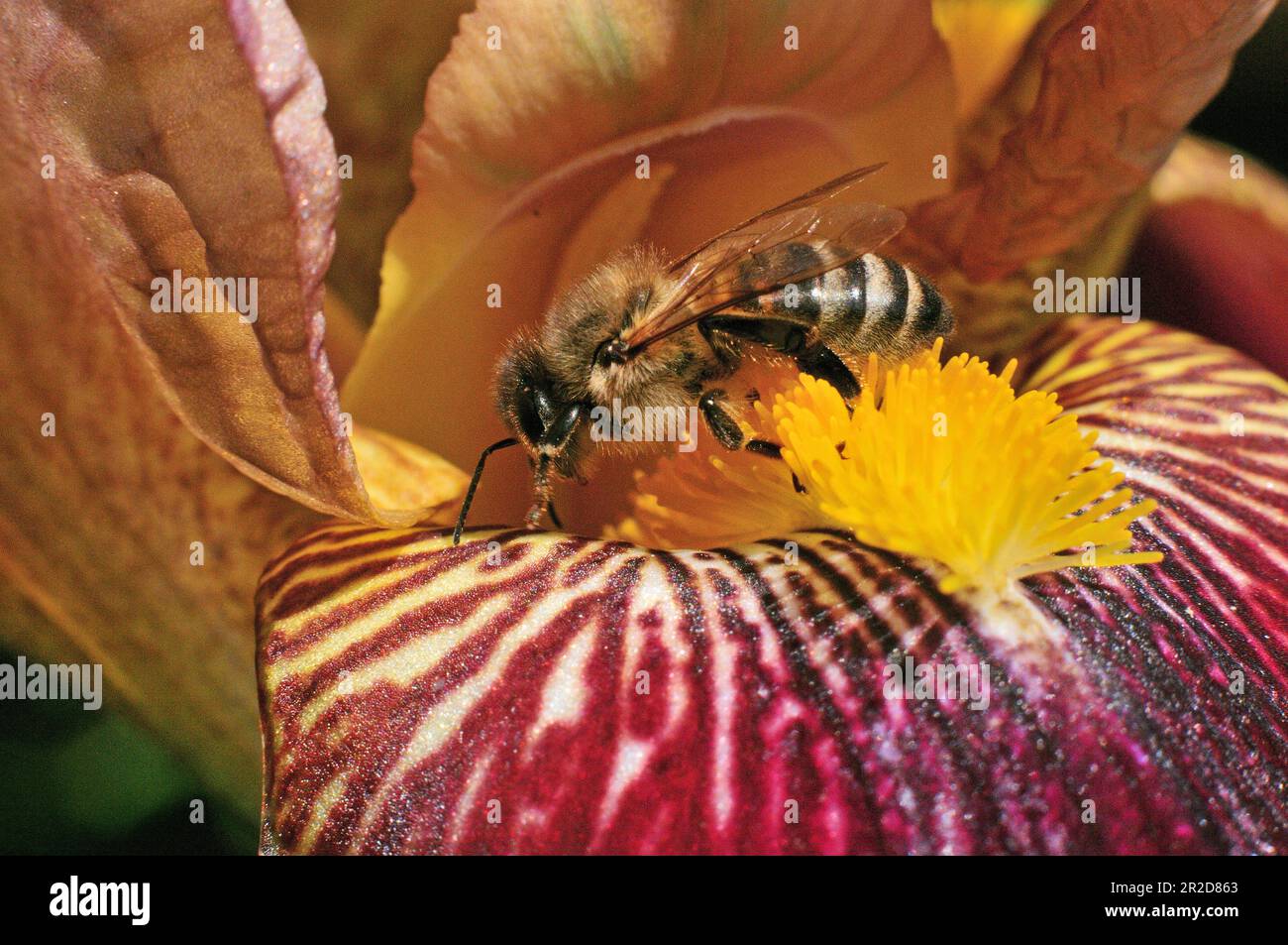 Around the UK - A Honey Bee collecting pollen from an Iris flower Stock Photo