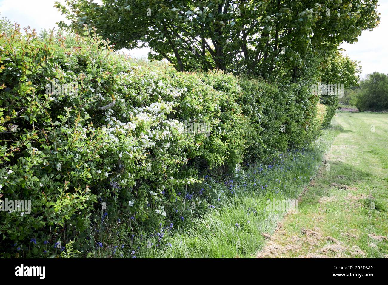 flowering hedgerow and field border with trees Beacon Country Park