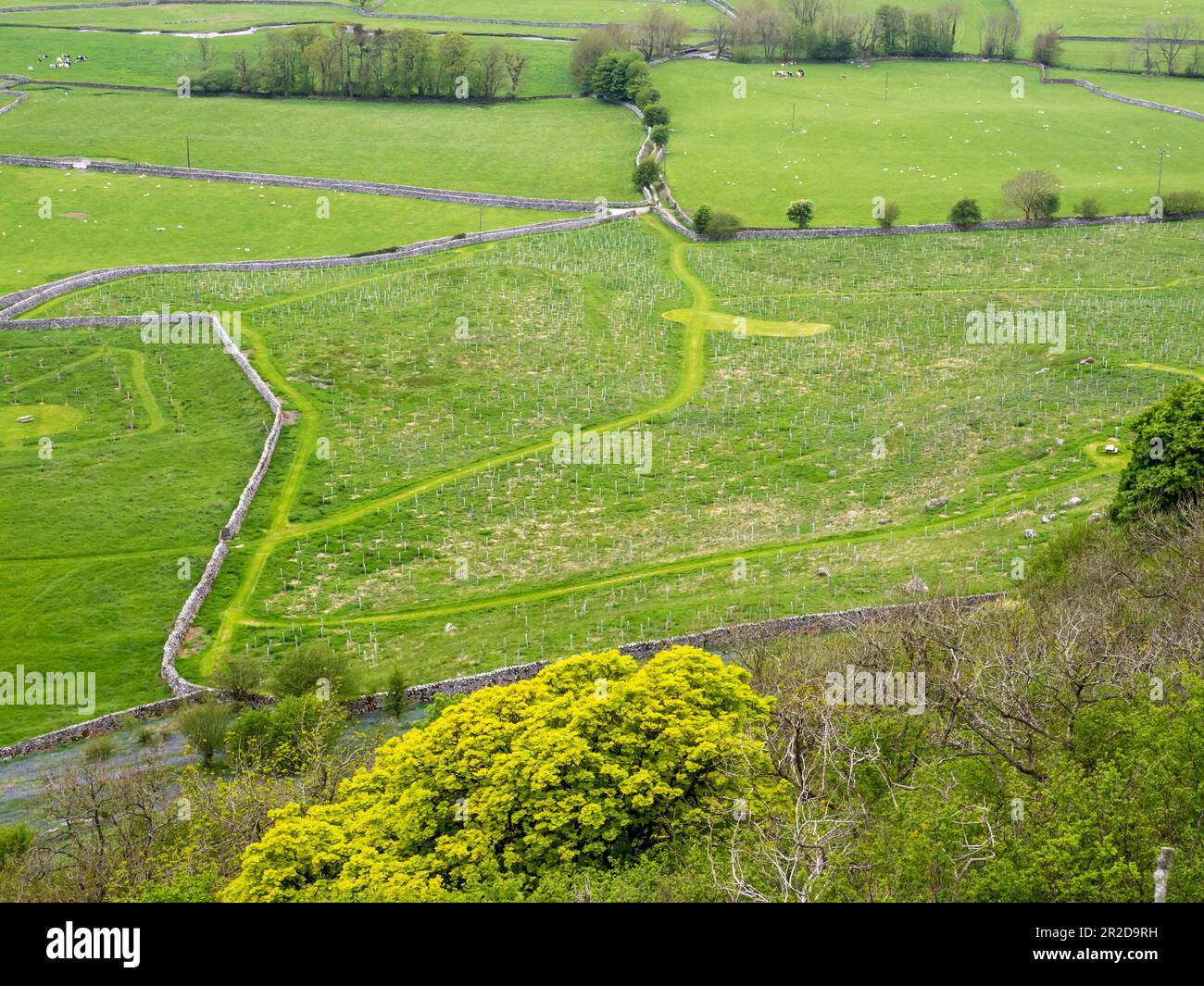 Tree planting in Austwick, Yorkshire Dales, UK. Stock Photo