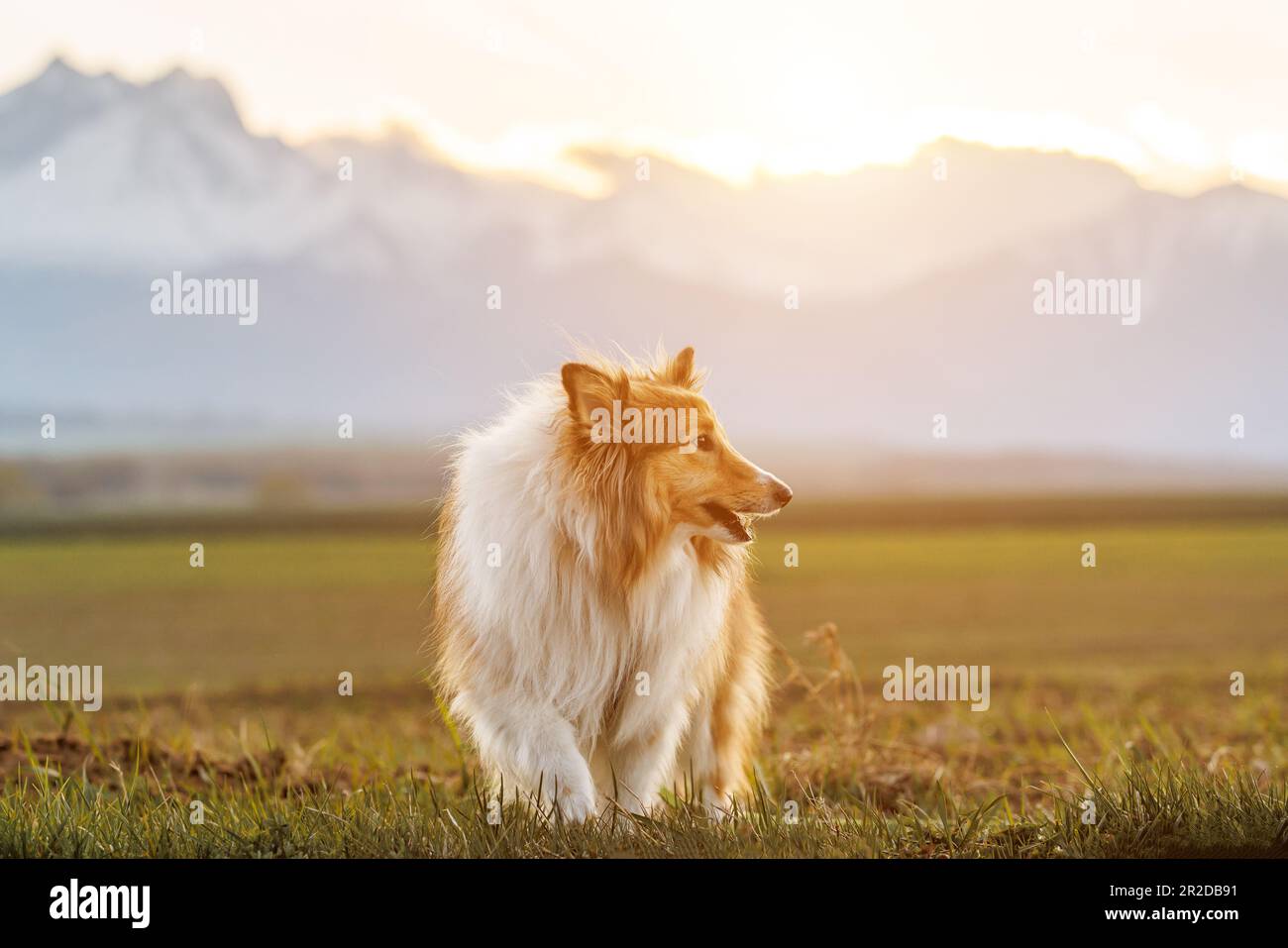 Lassie dogs hi-res stock photography and images - Alamy