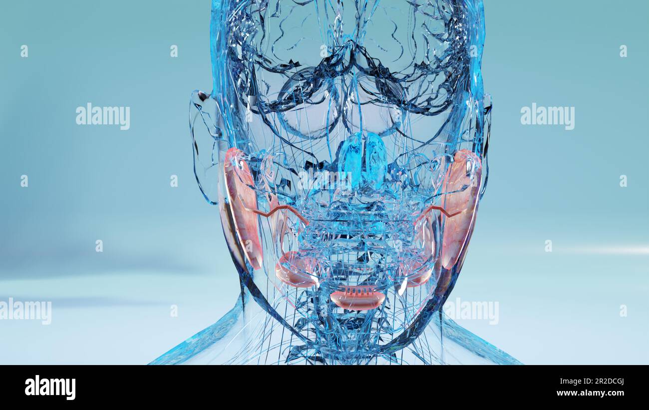 human salivary glands anatomy, human digestive mouth, sublingual