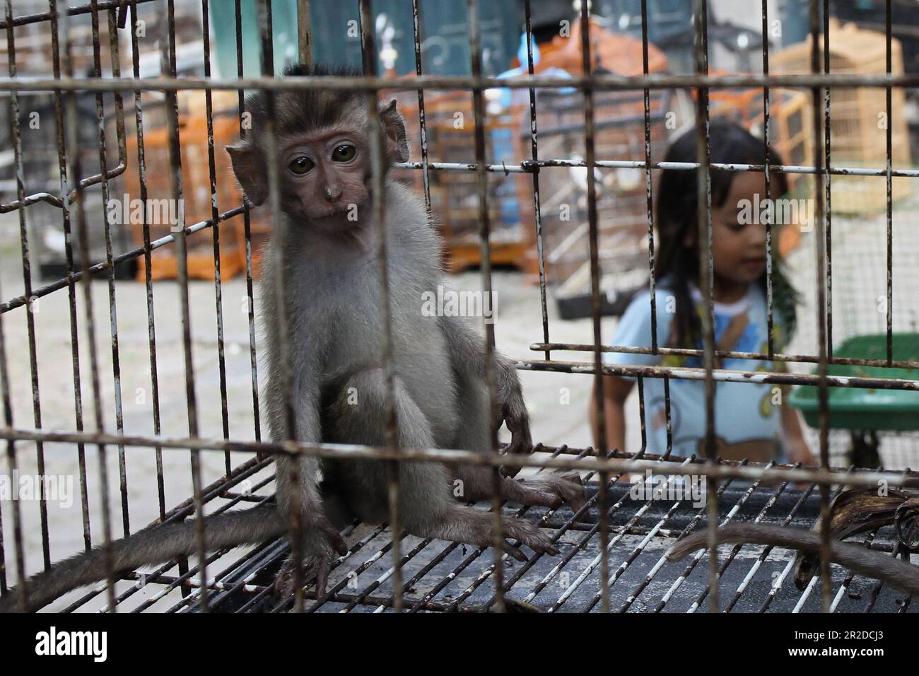 Red tailed monkey market hi-res stock photography and images - Alamy