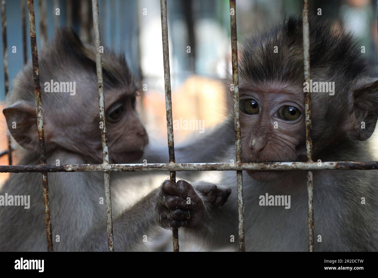 File:Baby monkey in cage, Jatinegara Market.jpg - Wikimedia Commons