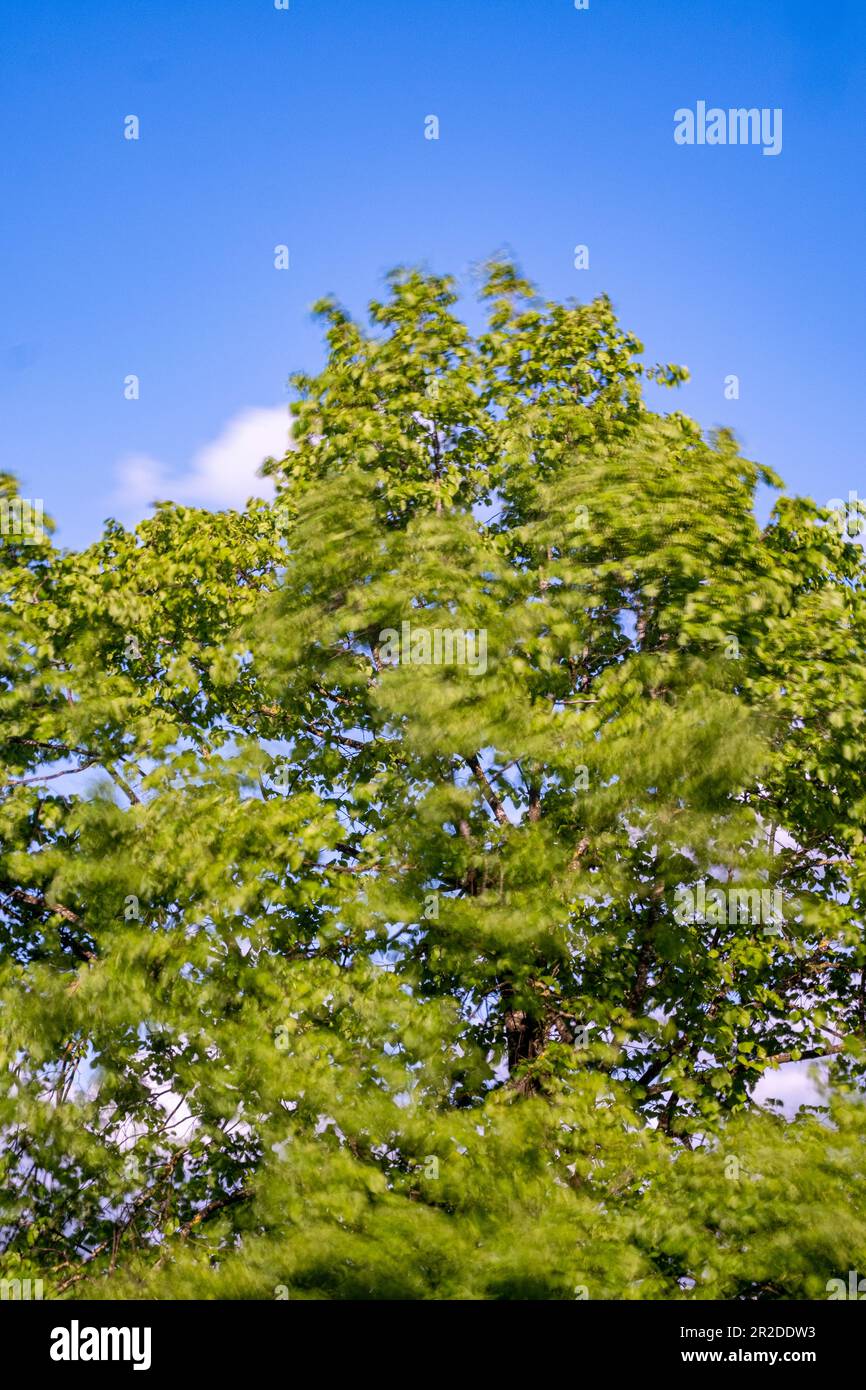 Windswept common linden or common lime tree with blue sky Stock Photo