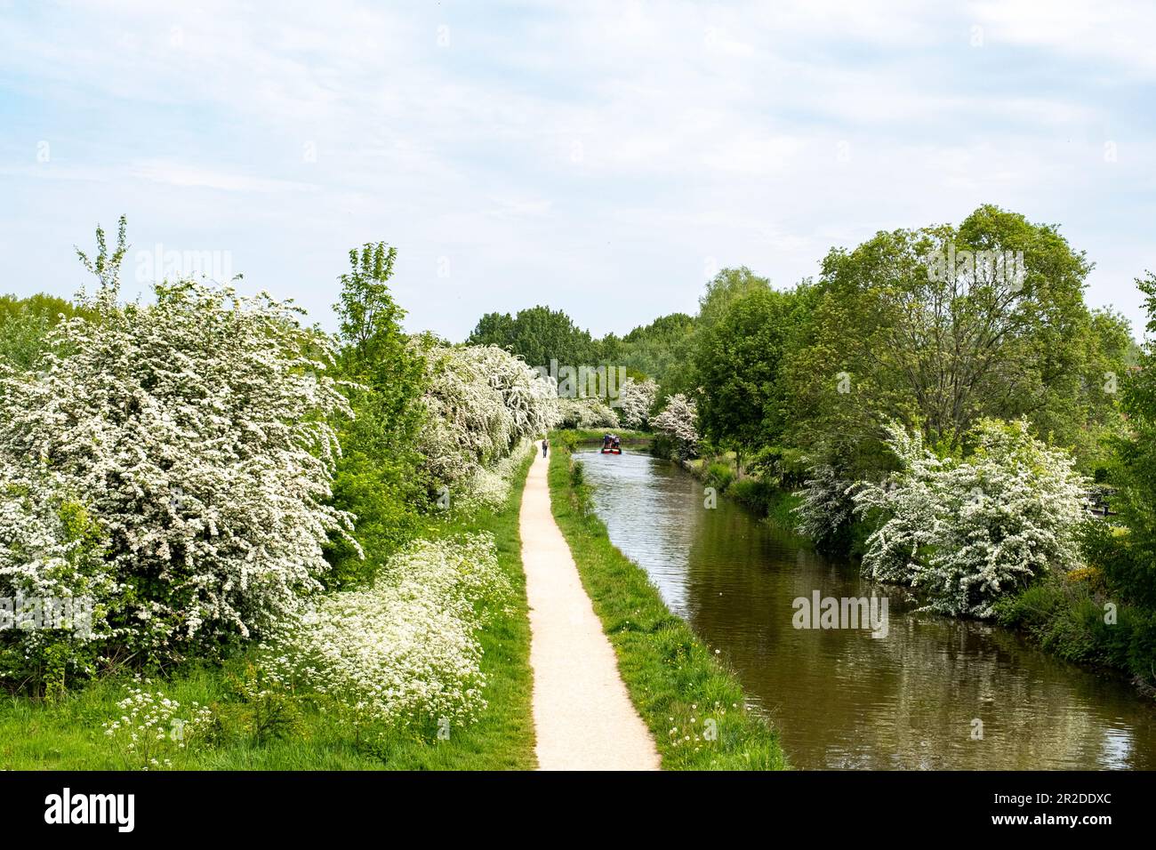 Trent and Mersey canal in spring, Elworth near Sandbach Cheshire UK Stock Photo