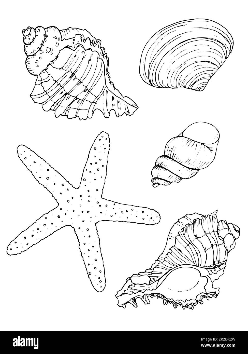 Hand drawn vector illustrations. Marine background with seashells. Collection of shell, sink and starfish. Perfect for invitations, fabric, textile, l Stock Photo
