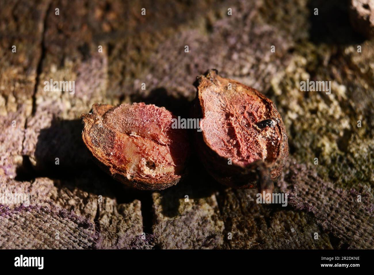 Bugs or Snout Beetles in Coffee Beans, Coffee Berry Borer insects that