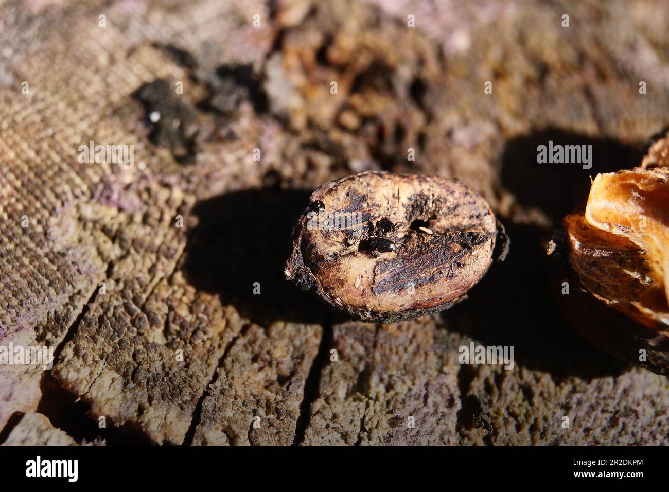 Bugs or Snout Beetles in Coffee Beans, Coffee Berry Borer insects that eat and destroy Coffee